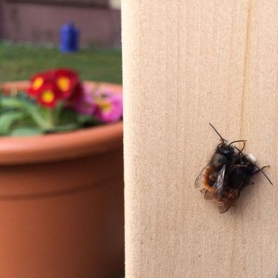 männliche und weibliche Mauerbiene am BeeMobil